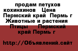 продам петухов кохинхинов › Цена ­ 500 - Пермский край, Пермь г. Животные и растения » Птицы   . Пермский край,Пермь г.